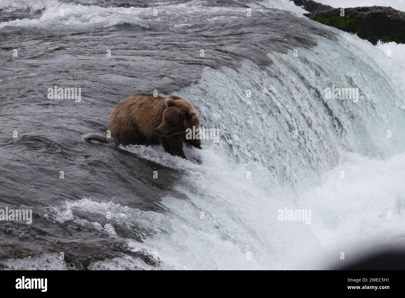 Grizzlybären im Katmai-Nationalpark und im Naturschutzgebiet Fütterung Stockfoto