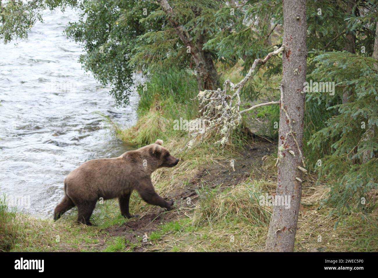 Grizzlybären im Katmai-Nationalpark und im Naturschutzgebiet Fütterung Stockfoto