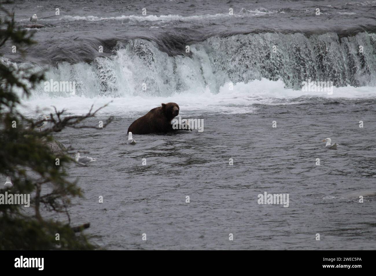 Grizzlybären im Katmai-Nationalpark und im Naturschutzgebiet Fütterung Stockfoto