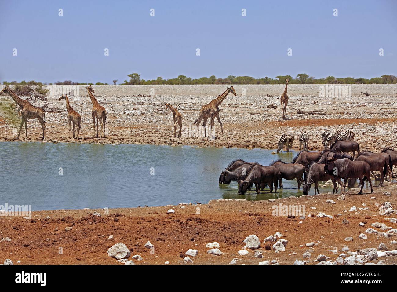 Afrikanisches Wasserloch mit vielen Giraffen, Zebras und einer Herde Gnus, vor einem natürlichen Buschgrund und Savanne Stockfoto