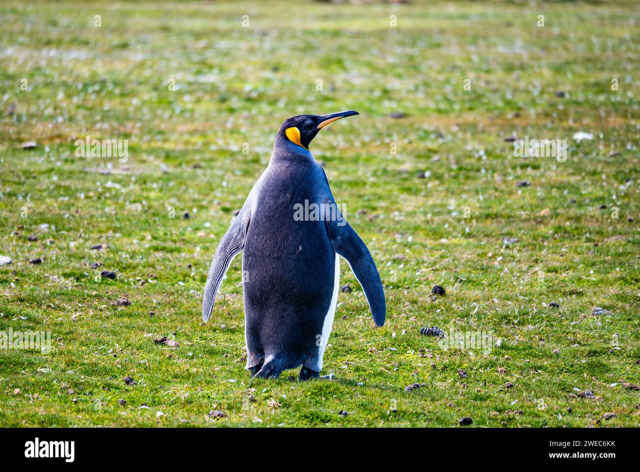 Ein einziger Königspinguin (Aptenodytes patagonicus). Die Falklandinseln, Vereinigtes Königreich. Stockfoto