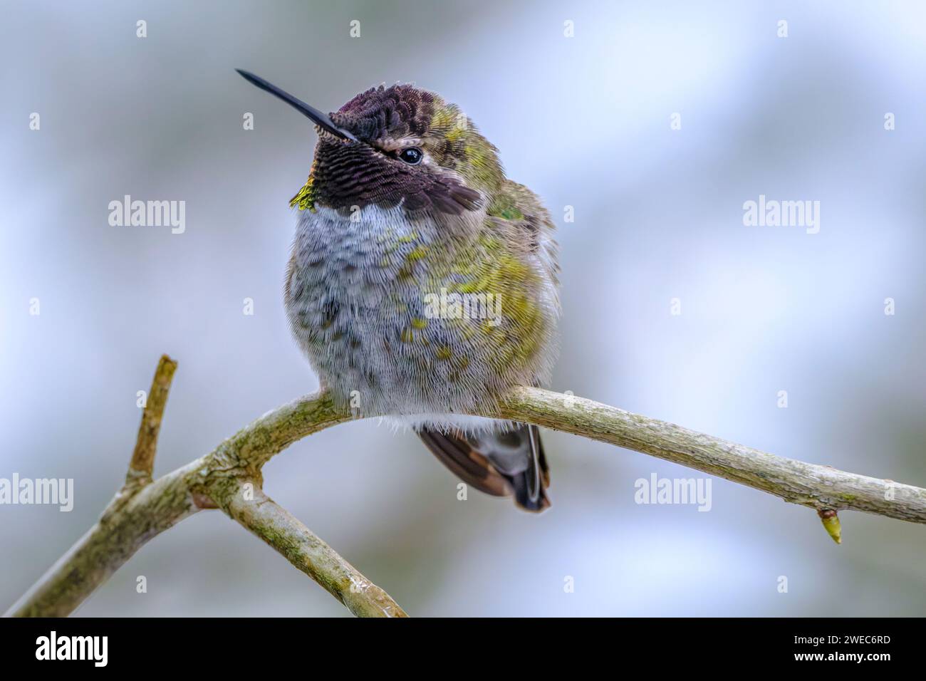 Eine Nahaufnahme eines Annas Kolibri (Calypte anna), der versucht, sich an einem kalten Wintertag warm zu halten Stockfoto