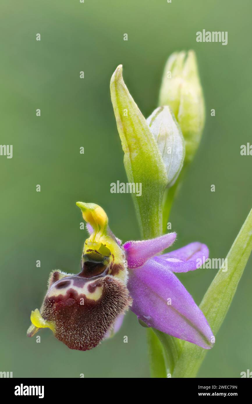 Ophrys x cetonae (Ophrys appennina x Ophrys tetraloniae), Orchidaceae. Natürlicher Hybrid. Wilde europäische Orchideen. Seltene Pflanze. Italien, Toskana. Stockfoto