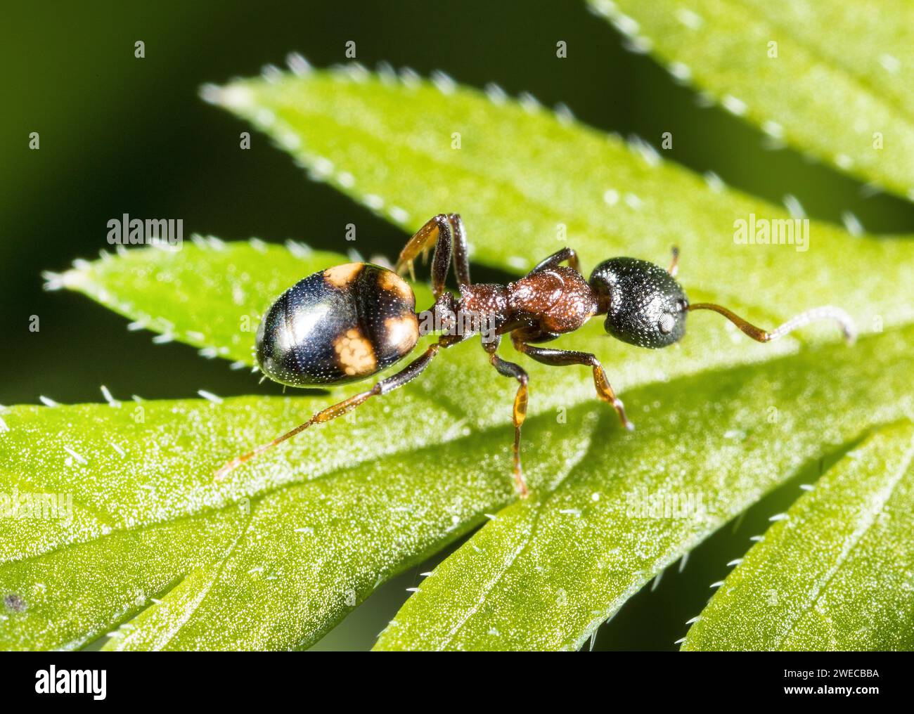 Vier Punkte Ameise (Dolichoderus quadripunctatus), auf einem Blatt sitzend, Deutschland Stockfoto