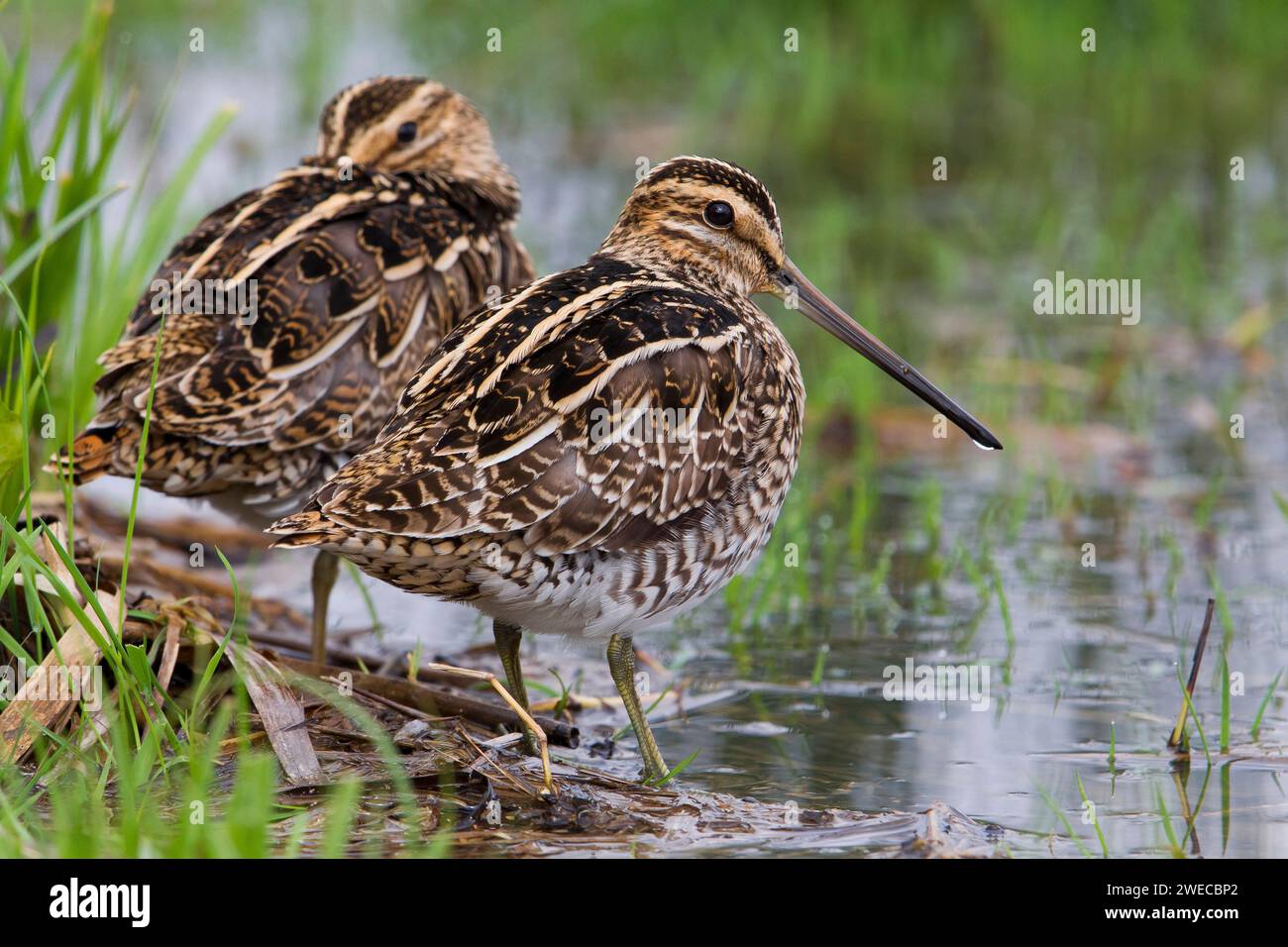 Gänsehaut (Gallinago gallinago), zwei Gänsehaut am Wasser, Italien, Toskana, Piana fiorentina; Stagno dei Cavalieri, Florenz Stockfoto