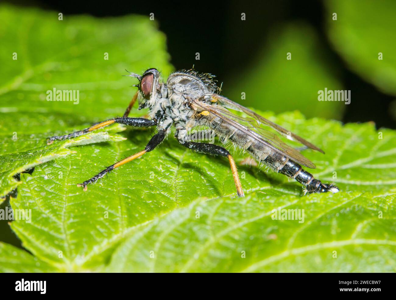 Gewöhnliche Asche Robberfly, Affe Robberfly (Neoitamus cyanurus, Itamus cyanurus), auf einem Blatt sitzend, Deutschland Stockfoto