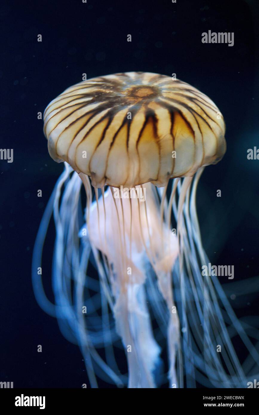 Kompassqualle (Chrysaera spec.), Seitenansicht, Deutschland Stockfoto