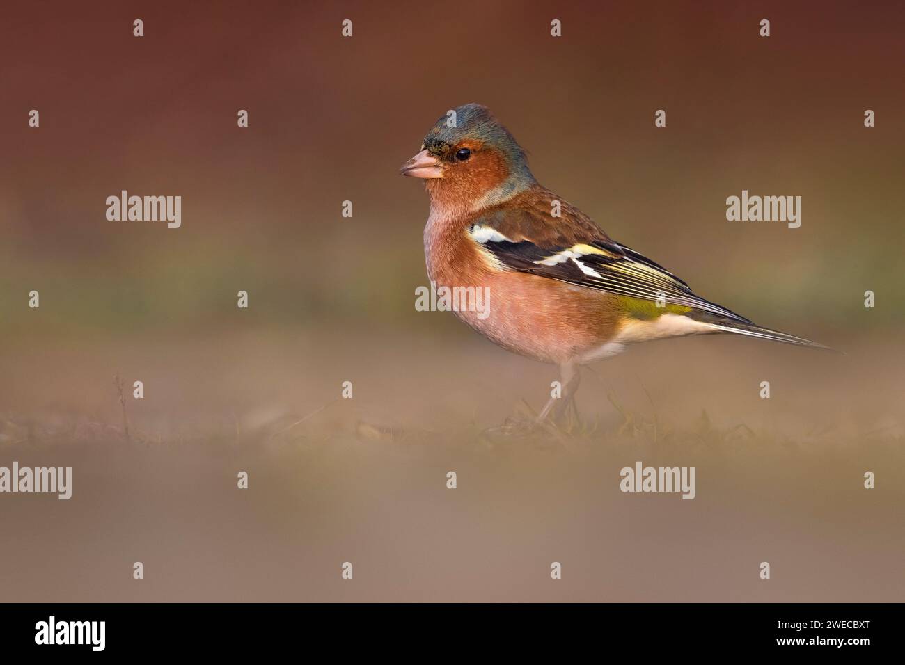 Buchinch, Eurasischer Buchinch, Gemeiner Buchinch (Fringilla coelebs), männliche Futtersuche auf einer Wiese, Seitenansicht, Italien, Toskana, Piana fiorentina; Stagno di Stockfoto