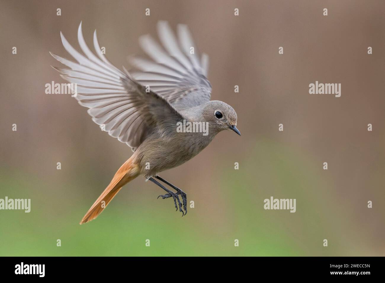 Gibraltar Black Redstart (Phoenicurus ochruros gibraltariensis, Phoenicurus gibraltariensis), weiblich im Flug, Seitenansicht, Italien, Toskana Stockfoto