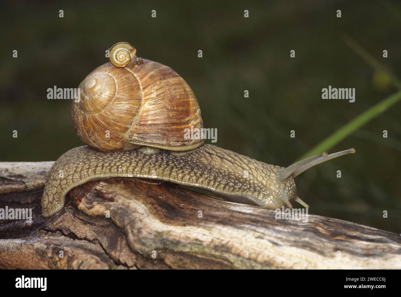 Römische Schnecke, Esccargot, Esccargot Schnecke, Speiseschnecke, Apfelschnecke, Weinbergschnecke, Weinbergschnecke, Weinbergschnecke (Helix pomatia), kriecht über einen Ast, G Stockfoto