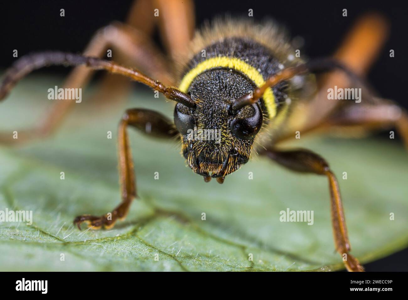 Wespenkäfer (Clytus arietis), Porträt, Deutschland Stockfoto