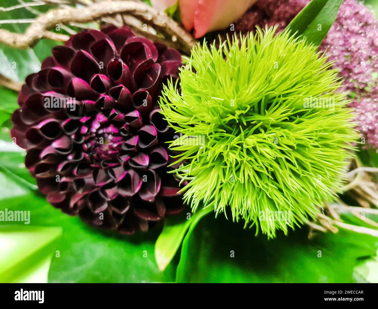 Farbenfroher Blumenstrauß mit Georgina und bärtigem rosa Grün-Trick Stockfoto