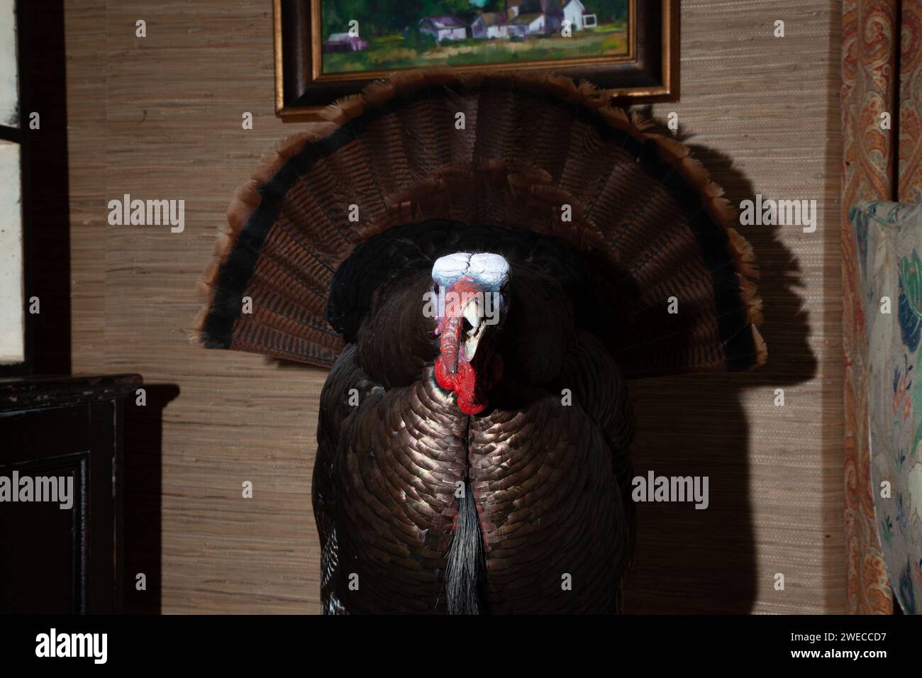 Interessante Flash-Fotografie von Taxidermietieren, die Jäger gejagt haben Stockfoto