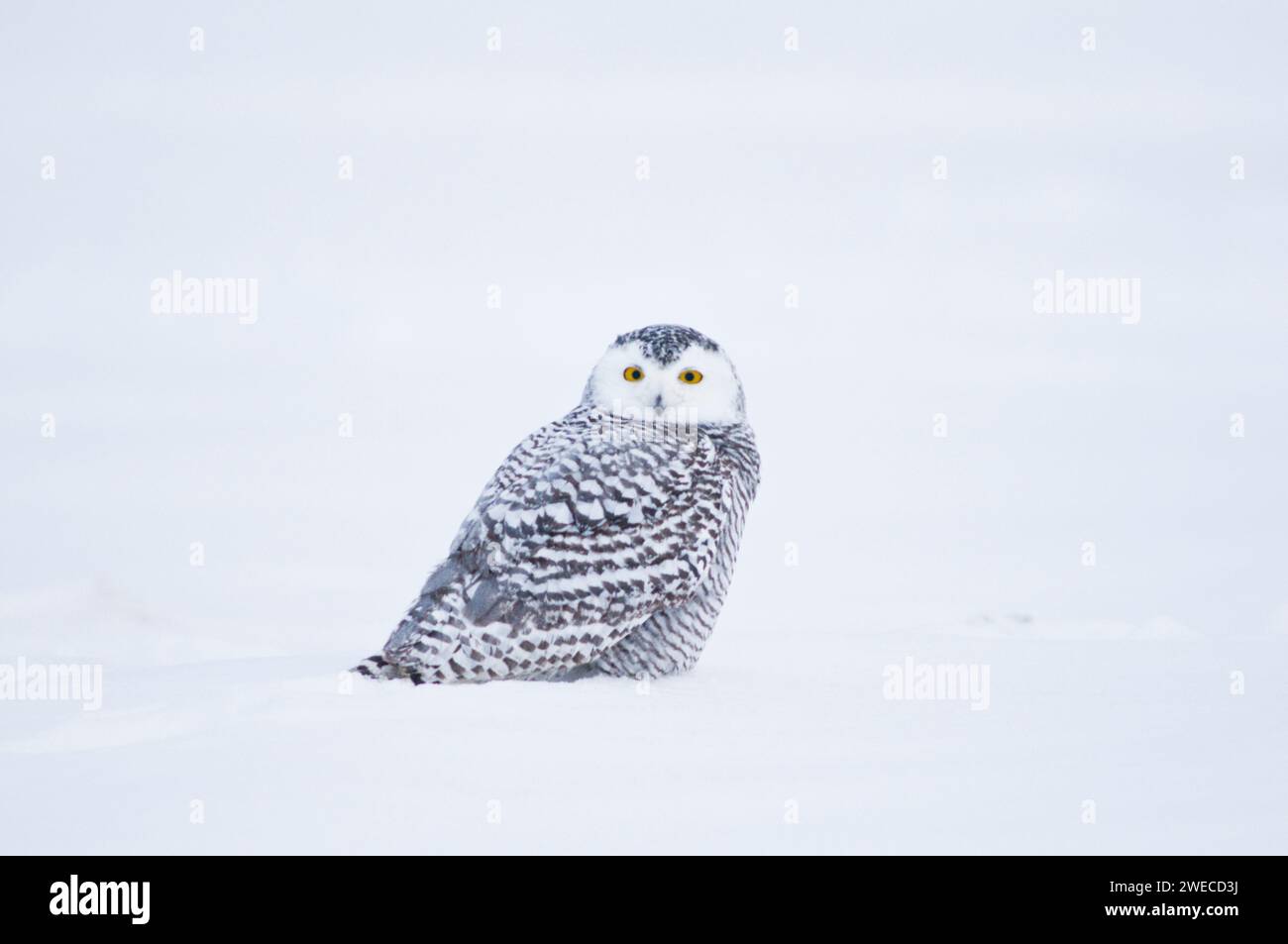 Schneeeule, Nycttea scandiaca, Jungtiere auf dem Packeis entlang der arktischen Küste im Herbst 1002 Gebiet des Arctic National Wildlife Refuge, Alaska Stockfoto