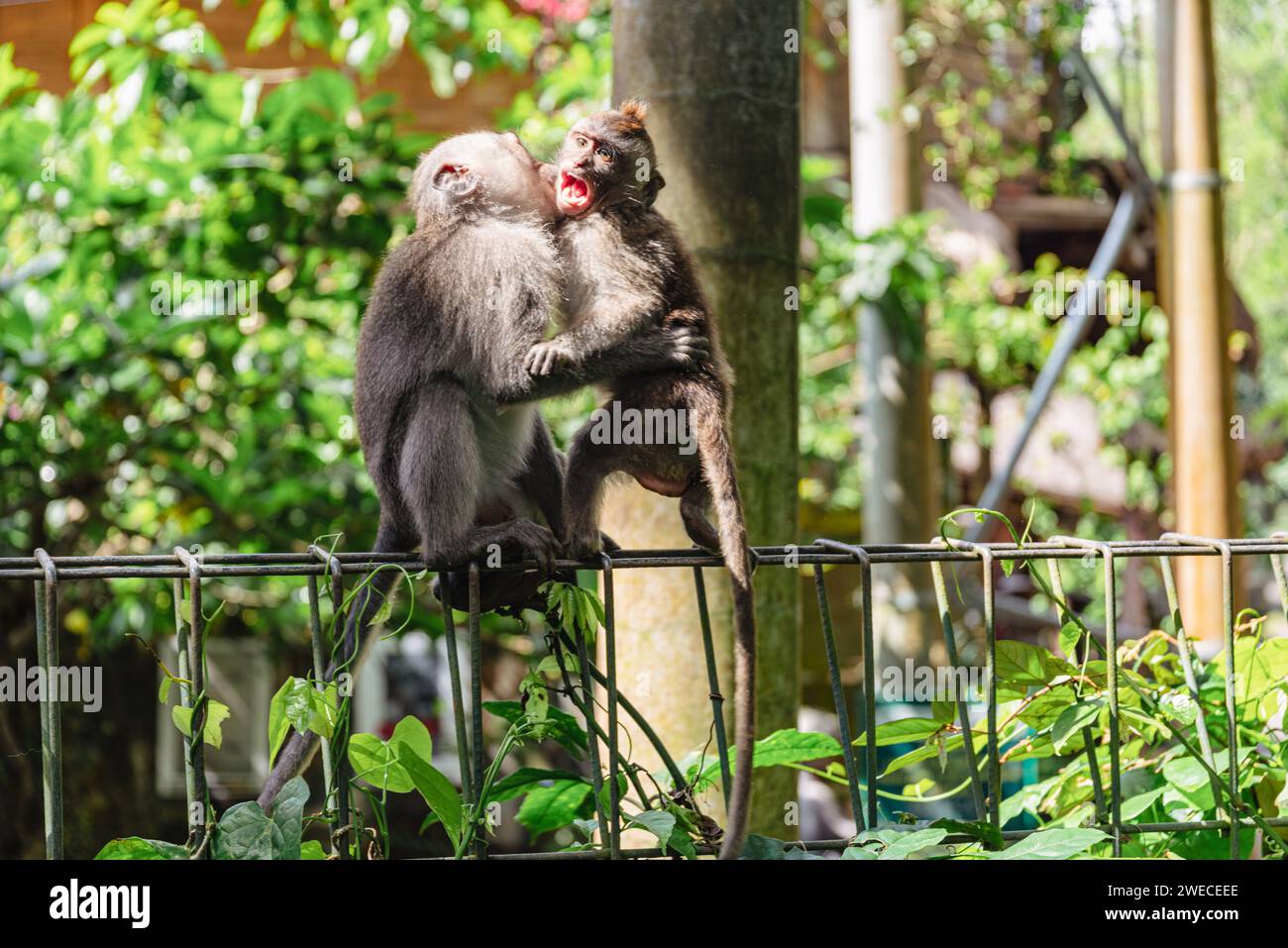 Ubud's Monkey Harmony: Ein verspieltes Duo auf einem Bali-Zaun, das sich im Herzen des lebendigen Ubud-Schutzgebietes umarmen oder stolpern lässt. Stockfoto