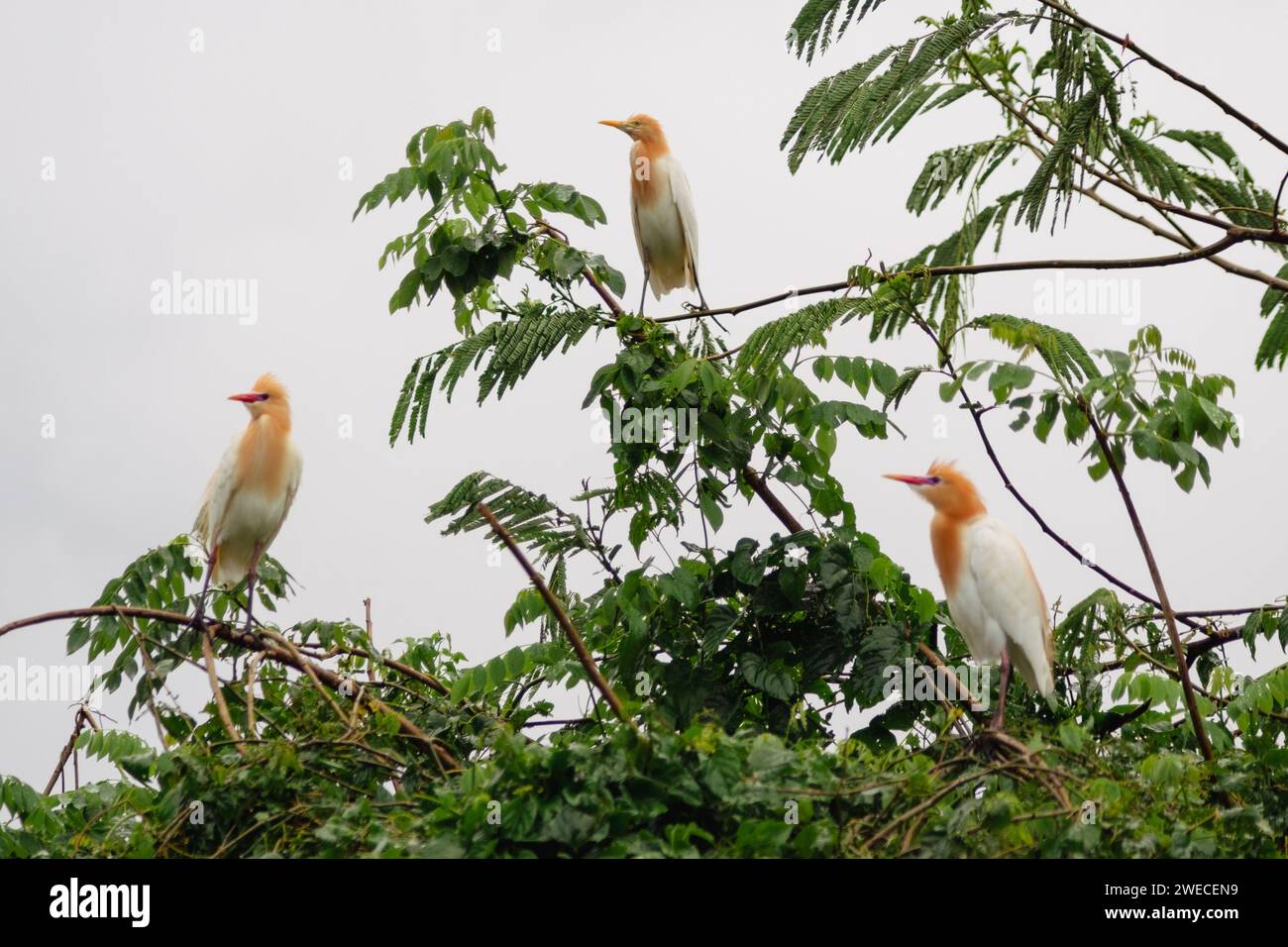 In Balis Vogelschutzgebiet bezaubern Reiher die Feuchtgebiete – ein atemberaubendes Vogelspektakel im Herzen des Naturschutzgebiets. Stockfoto