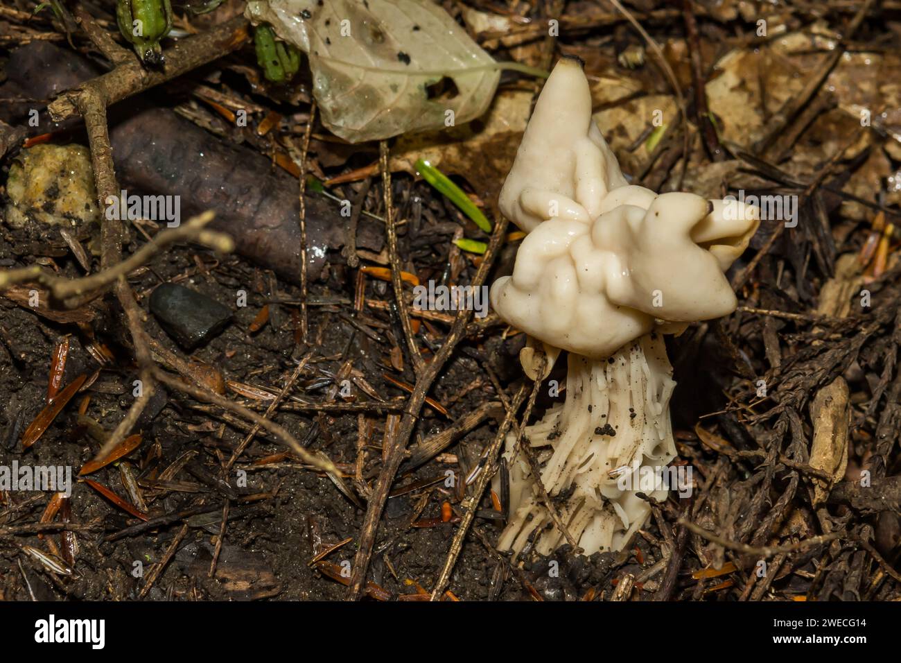 Weißer Sattel - Helvella crispa Stockfoto