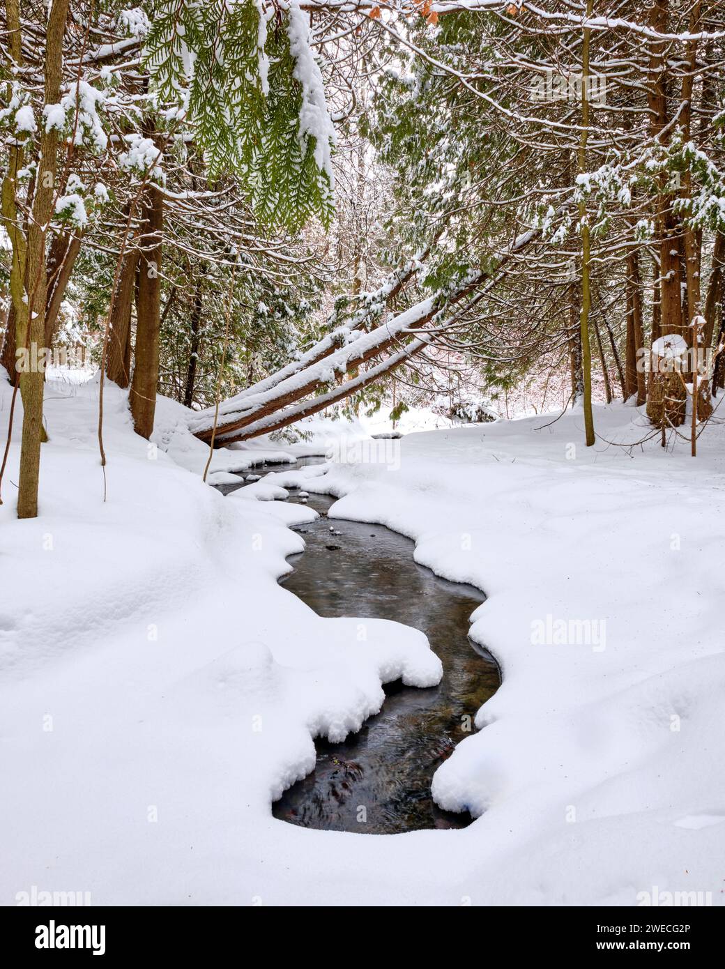 Frischer Schnee bedeckt die Bäume und einen kleinen Bach, während er im Emily Provincial Park gefriert. Stockfoto