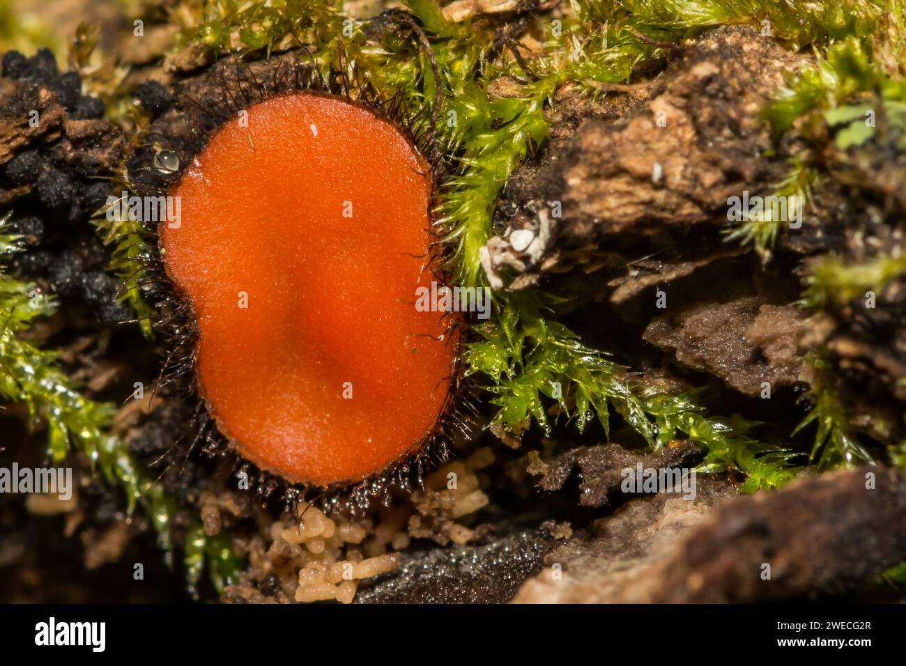 Gemeinsamer Wimpernbecher - Scutellinia scutellata Stockfoto