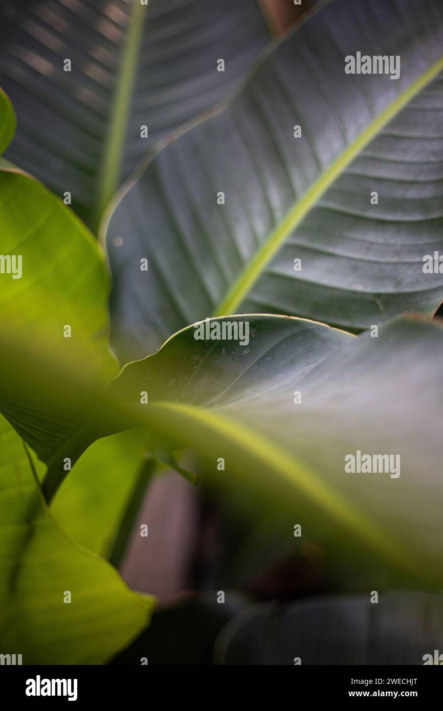 Abstrakte Tiefenfotos der Blätter an einer Paradiesvogel-Zimmerpflanze Stockfoto