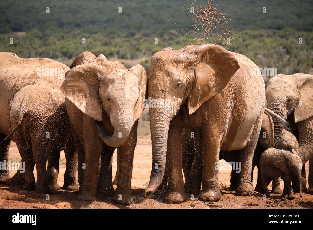 Familie afrikanischer Elefanten, die spielerisch am Wasserloch trinkt. Verschiedene Altersgruppen, Stockfoto