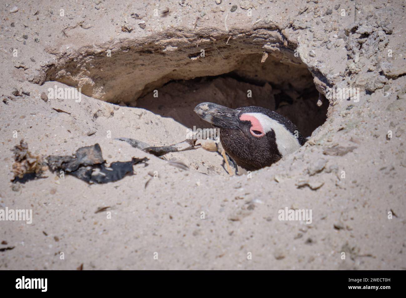 Kopf eines afrikanischen Pinguins, der aus Sandgruben am Strand von Südafrika blickt Stockfoto