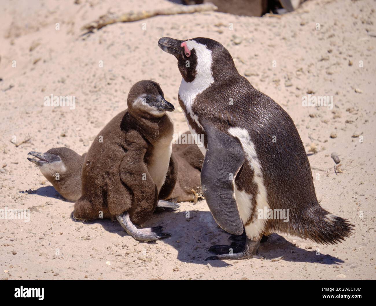 Erwachsener afrikanischer Pinguin mit Jungküken unter seiner Obhut. Fangen Sie an einem sonnigen Strand in Südafrika ein Stockfoto