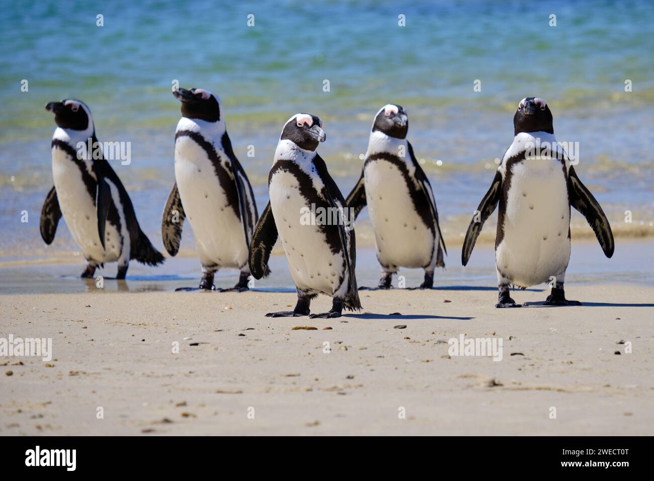 Fünf afrikanische Pinguine am Strand, die aus dem Meer kommen, posieren in der Schlange Stockfoto