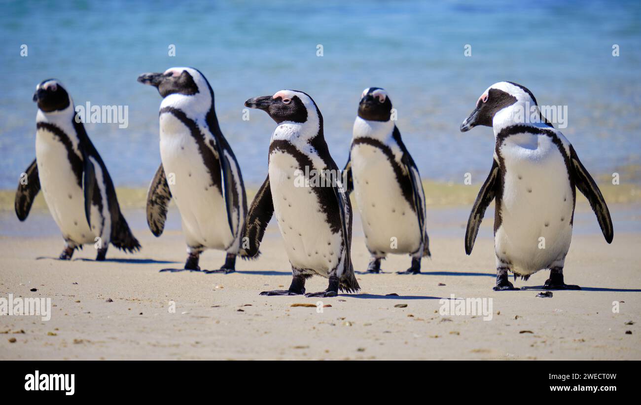 Fünf afrikanische Pinguine am Strand, die aus dem Meer kommen, posieren in der Schlange Stockfoto