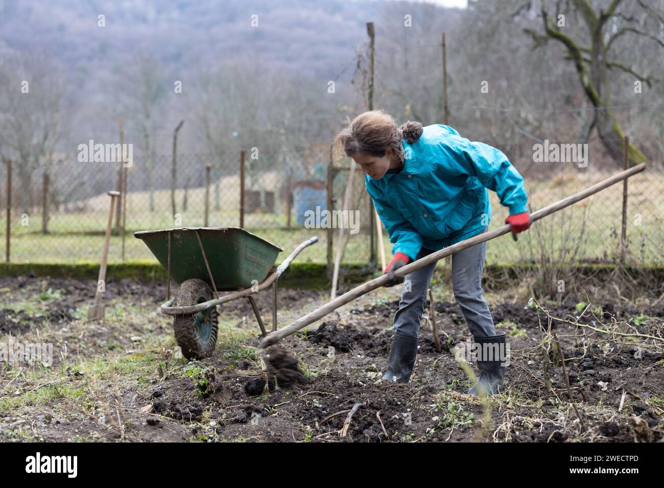 Erwachsene Frau, die im Winter im Garten arbeitet Stockfoto