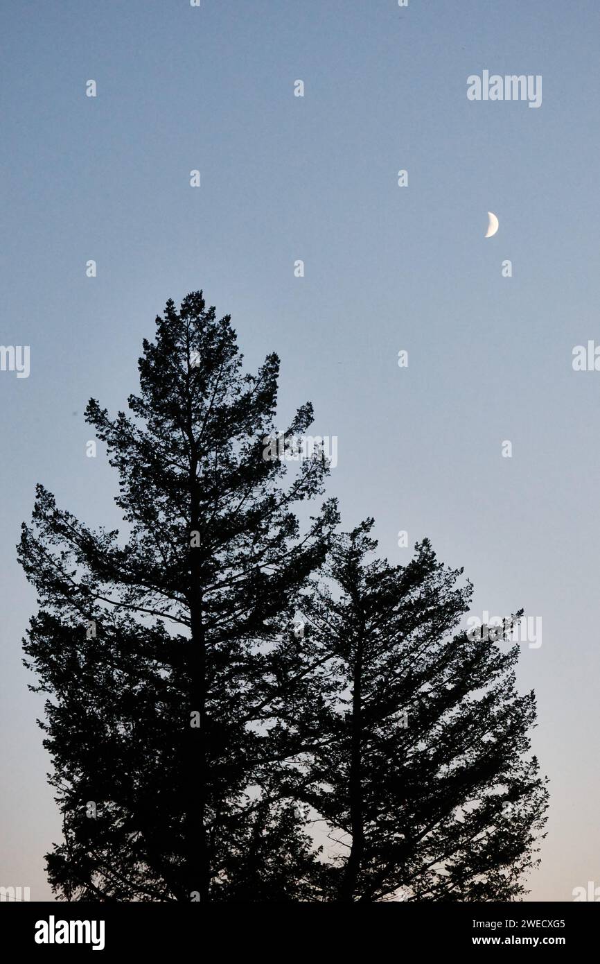 Bäume und Mond steigen auf Stockfoto