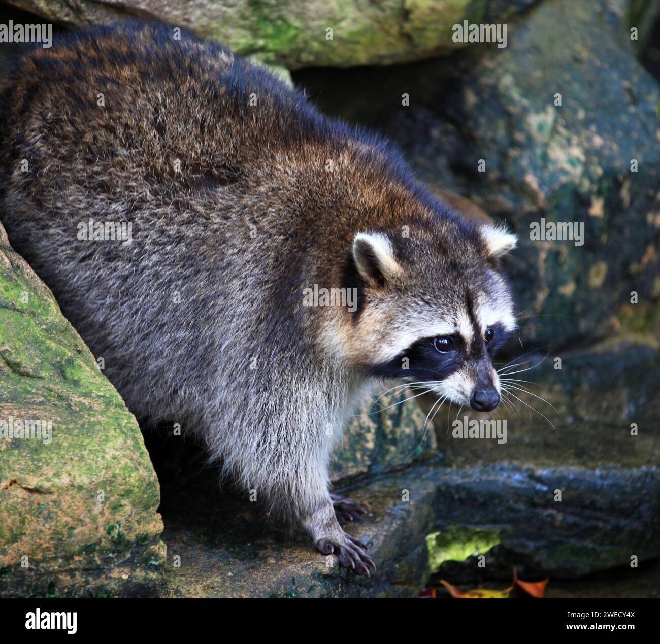 Waschbär im Sunway Lagoon Wildlife Park in Selangor, Malaysia. Stockfoto