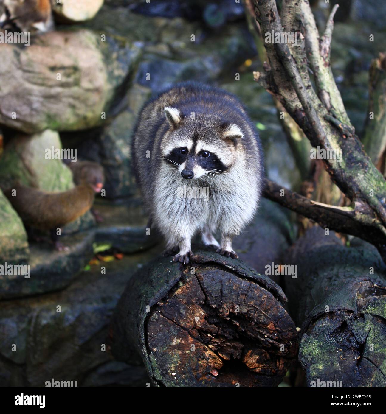 Waschbär im Sunway Lagoon Wildlife Park in Selangor, Malaysia. Stockfoto