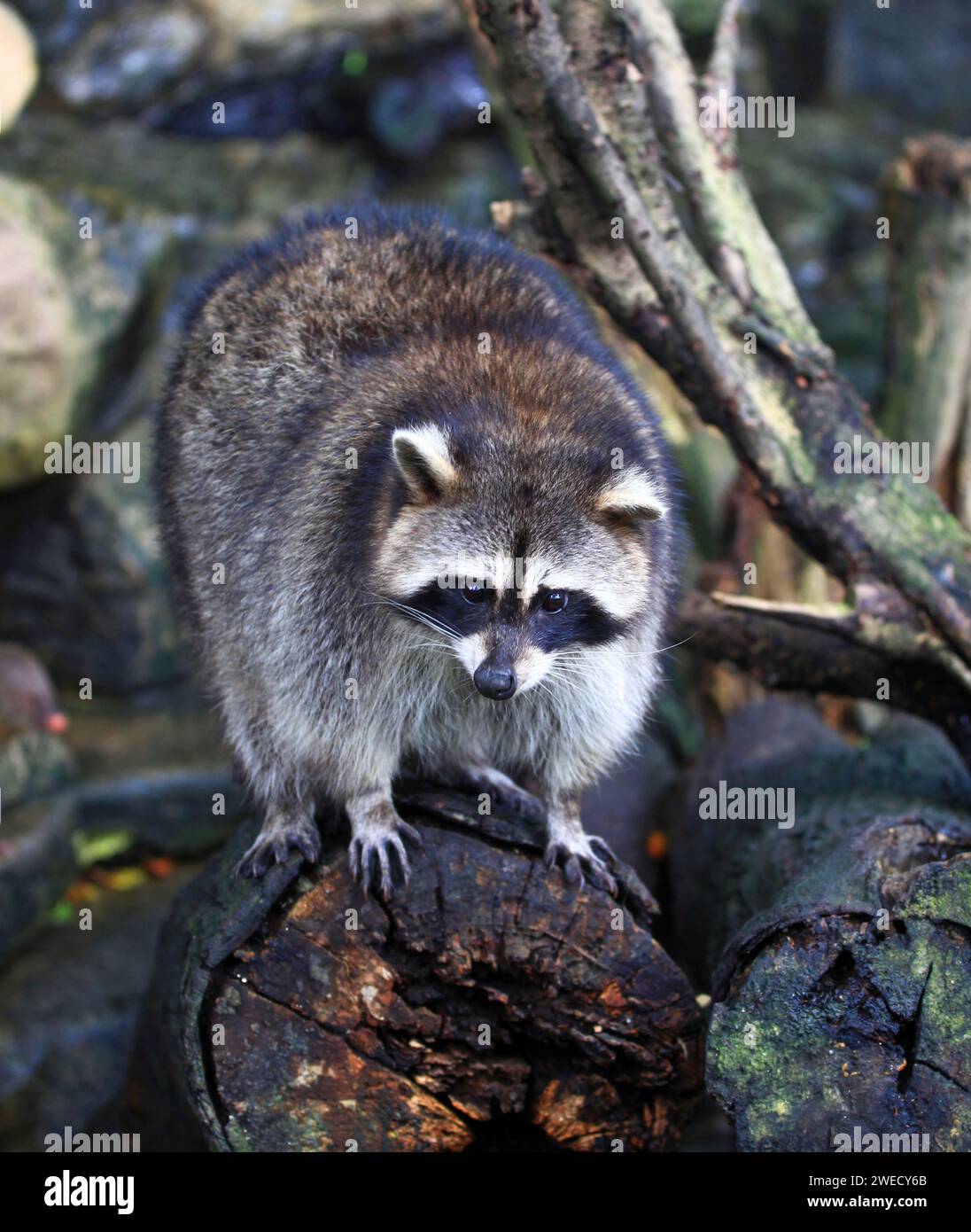 Waschbär im Sunway Lagoon Wildlife Park in Selangor, Malaysia. Stockfoto