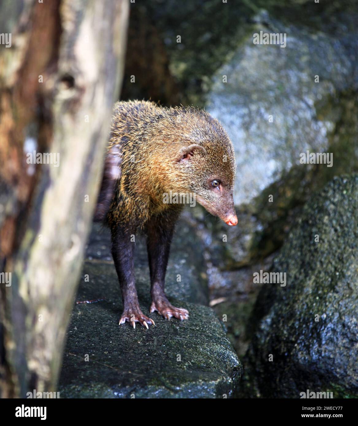 Mongoose im Sunway Lagoon Wildlife Park in Selangor, Malaysia. Stockfoto