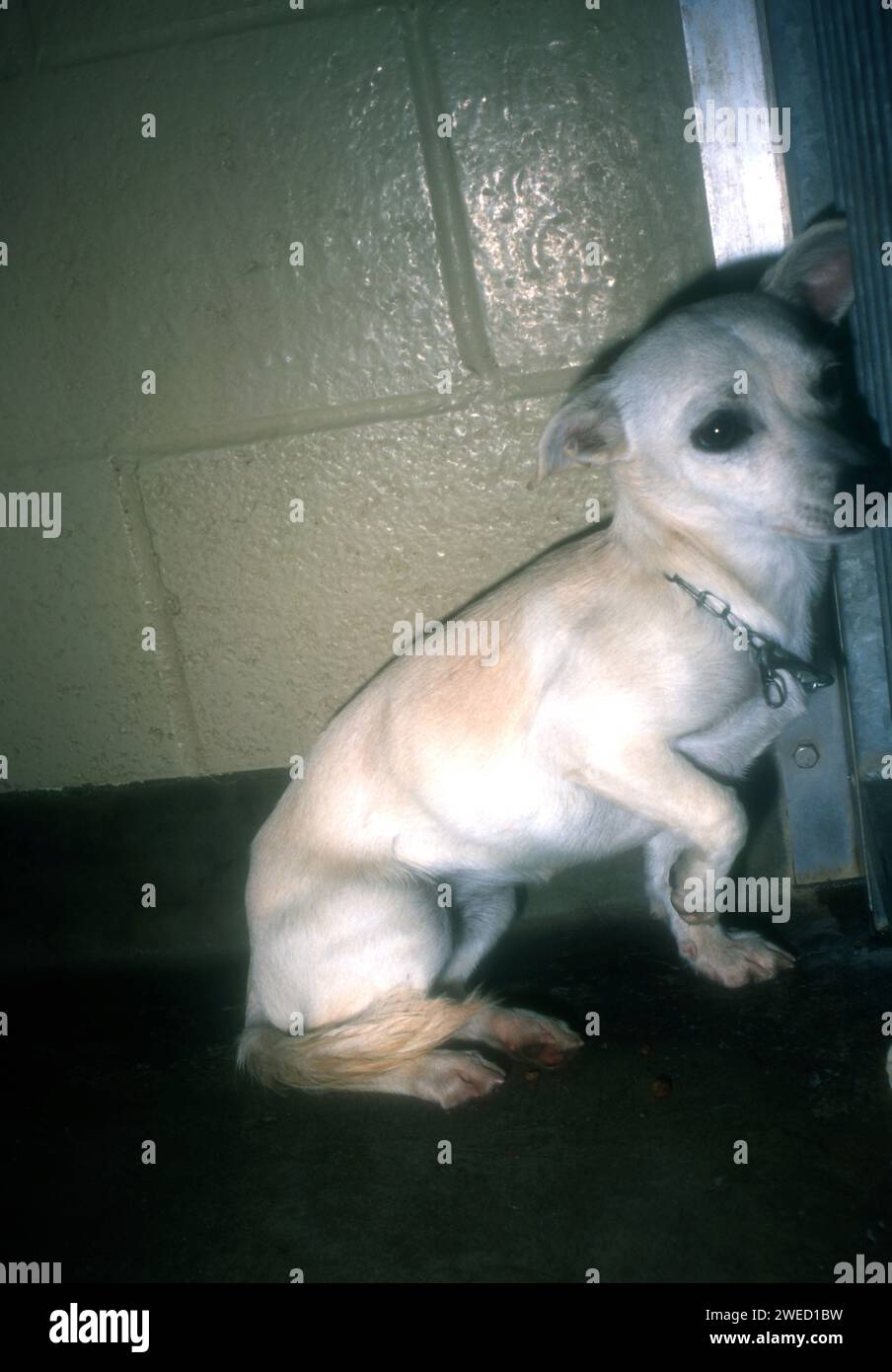 Los Angeles, Kalifornien, USA 13. Dezember 1996 Hunde bei Last Chance for Animals Pressekonferenz zur Adoption von Haustieren im LA Shelter am 13. Dezember 1996 in Los Angeles, Kalifornien, USA. Foto: Barry King/Alamy Stock Photo Stockfoto