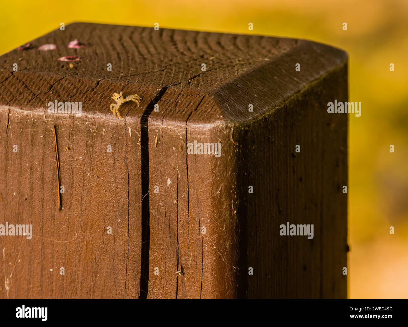 Springende Spinne mit durchscheinendem Körper auf quadratischem Holzpfosten mit Blick auf die Kamera Stockfoto