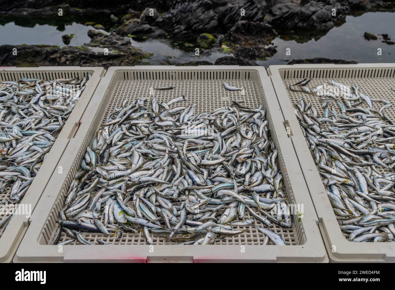 Sardellen trocknen in Kunststoffbehältern mit verschwommenem vulkanischem Gestein im Hintergrund in Jeju, Südkorea Stockfoto