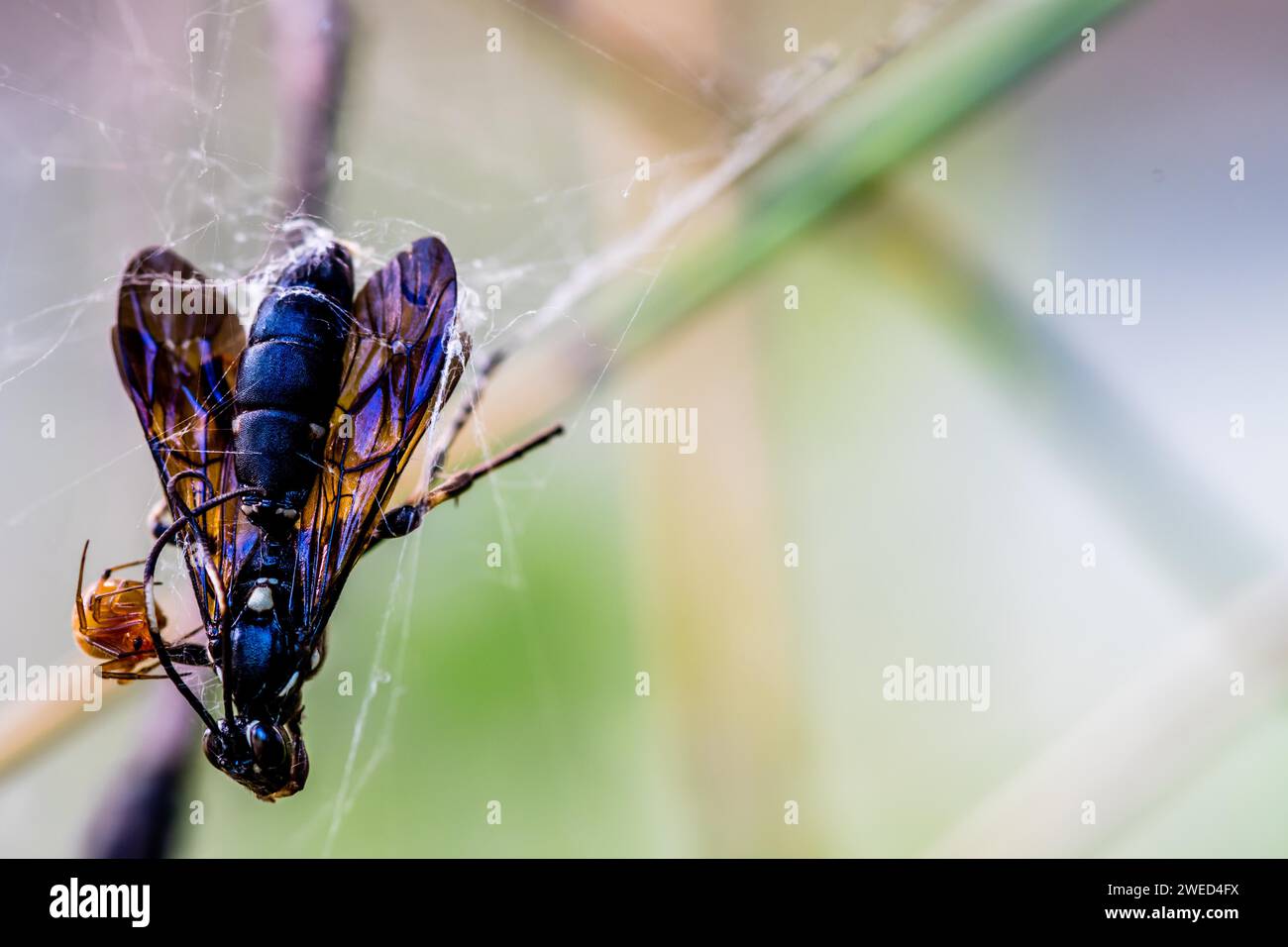 Die Spinne greift schwarzes geflügeltes Insekt an, das sich vor weichem Hintergrund in ihrem Netz gefangen hat Stockfoto