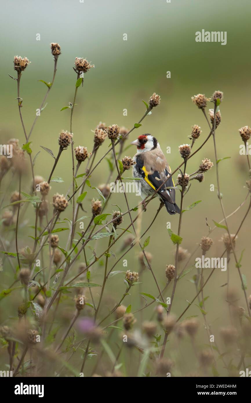 Europäischer Goldfink (Carduelis carduelis) ausgewachsener Vogel auf Knapweed Pflanzenköpfen, Lincolnshire, England, Vereinigtes Königreich Stockfoto