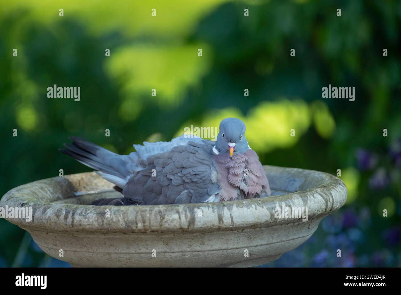 Holztaube (Columba palumbus) erwachsener Vogel in einem Gartenvogelbad, Suffolk, England, Vereinigtes Königreich Stockfoto