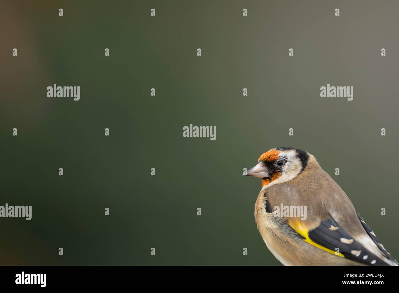 Europäischer Goldfink (Carduelis carduelis) Erwachsener Vogelkopf Porträt, Suffolk, England, Vereinigtes Königreich Stockfoto