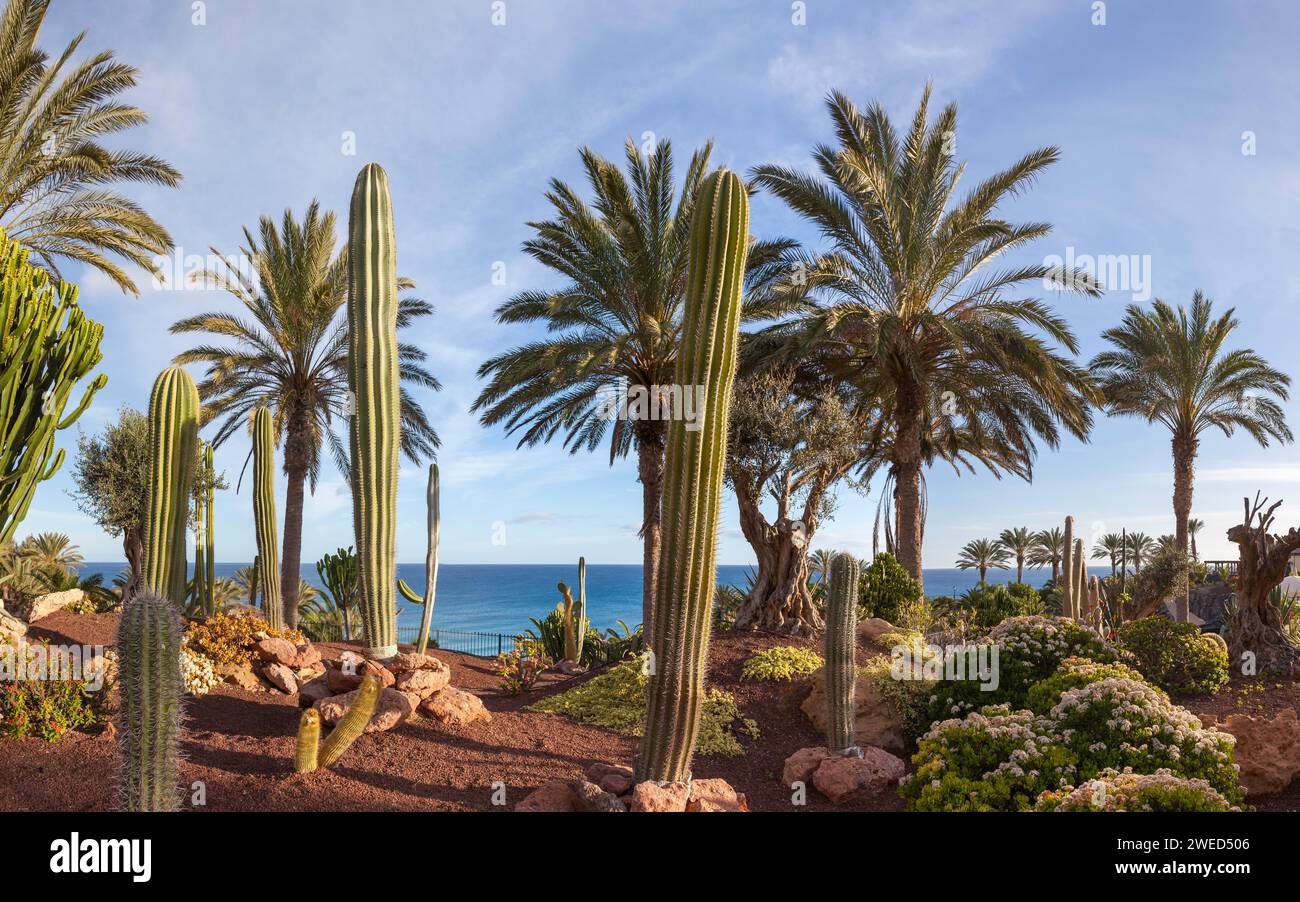 Kaktusgarten, Fuerteventura, Kanarische Inseln, Spanien Stockfoto