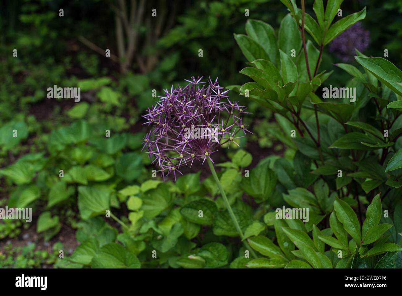 Bewundern Sie die himmlische Schönheit der Sterne von Persien (Allium Christophii), während sie blühen, und verleihen Sie dem Frühlingsgarten eine bezaubernde Note Stockfoto