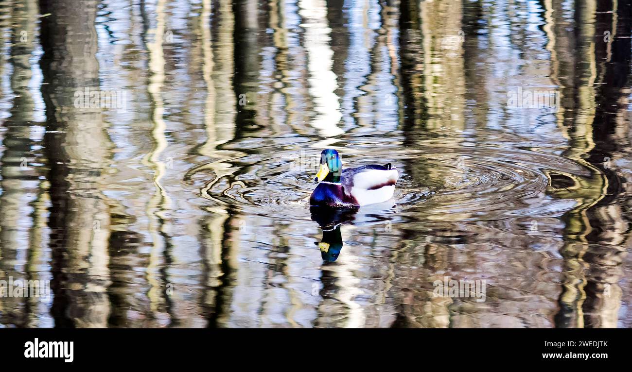 Eine männliche Stocke schwimmt in einem Teich mit grünem Wasser auf der Suche nach Nahrung Stockfoto