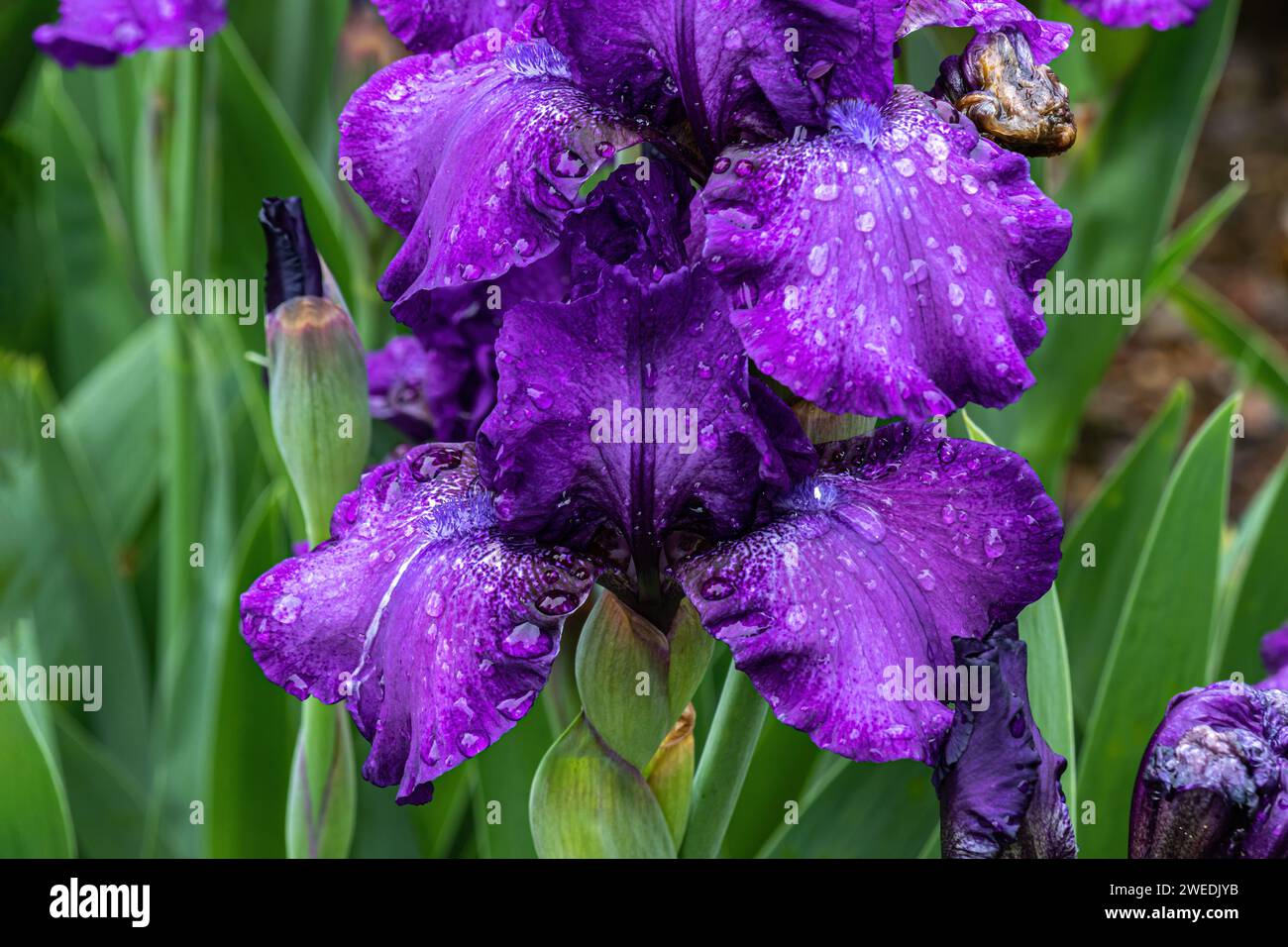 Blumenkette mit lila Bärtigen Iris im Missouri Botanical Garden, St. Louis, Missouri. Stockfoto