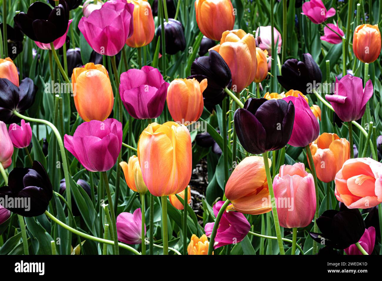 Nahaufnahme des Tulpenbettes, Blumen in verschiedenen Farben. Im Missouri Botanical Garden, St. Louis. Stockfoto