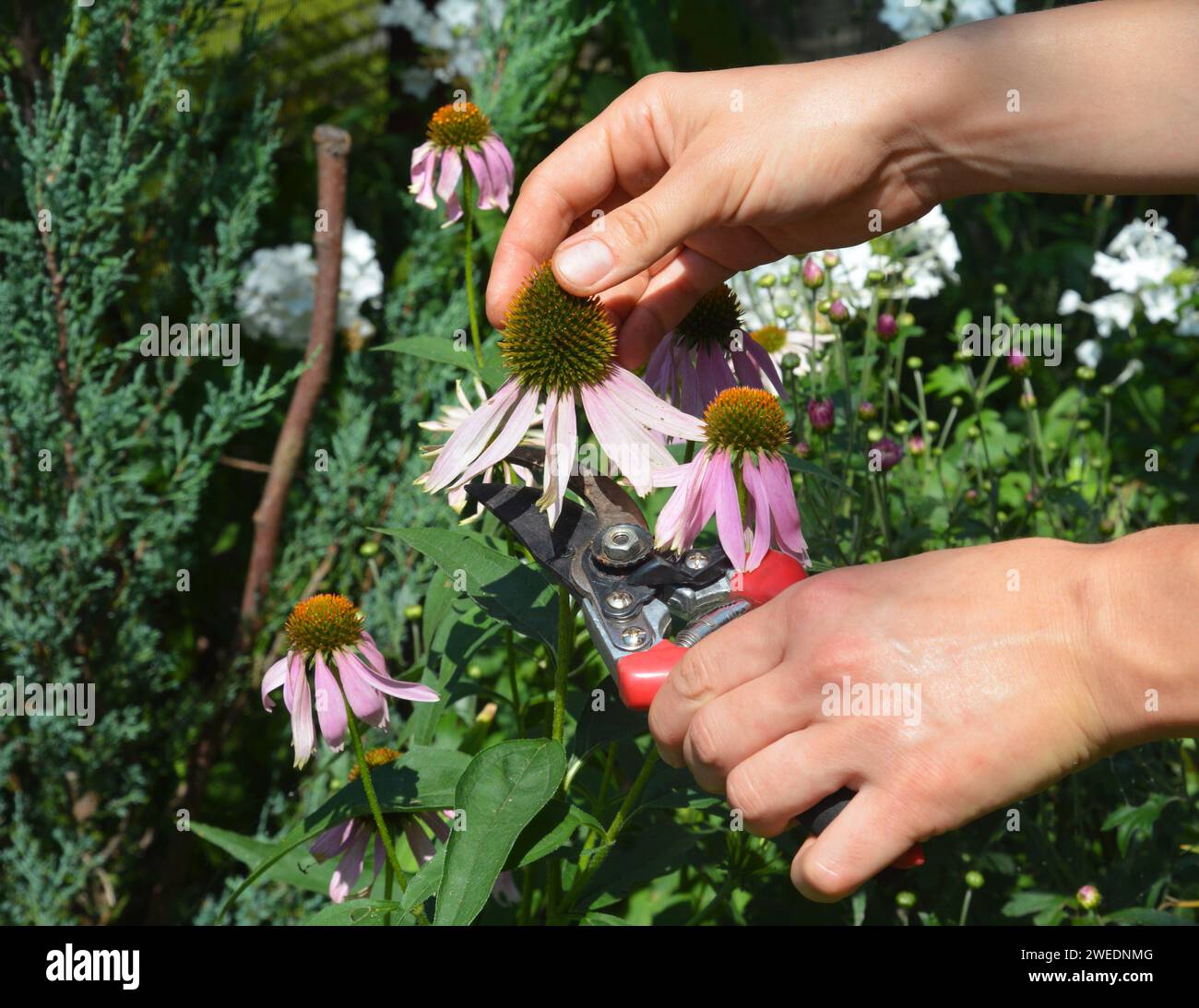 Wachsende Echinacea purpurea, purpurpurer Koneflower. Ein Gärtner schneidet einer Kräuterpflanze den Kopf, lila Koneflower für Echinacea Kräutertee, um immun zu fördern Stockfoto