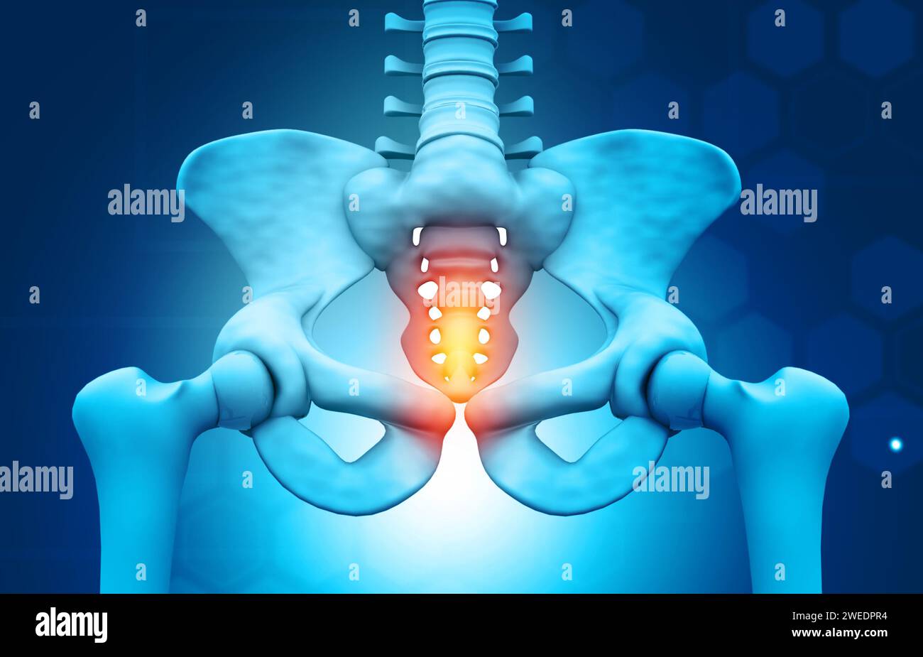 Hüftschmerz und Beckenanatomie des Menschen. 3D-Abbildung Stockfoto