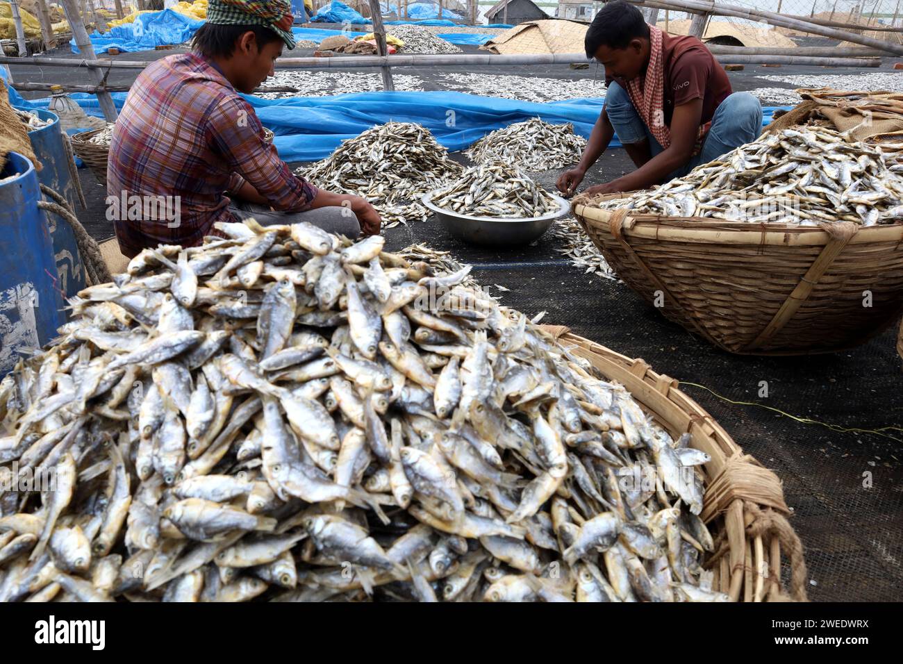 Lalpur, Brahmanbaria, Bangladesch. Januar 2024. Arbeiter trocknen Fische bei Sonnenlicht auf dem Lalpur Bazar, Brahmanbaria. Eine der ältesten Methoden der Fischkonservierung ist die Sonnentrocknung. Wenn der Fisch in der Sonne getrocknet wird, wird der wässrige Teil des Fisches getrocknet, so dass Mikroorganismen nicht wachsen können und der Fisch lange haltbar ist. Nach dem Kauf der Fische vom Markt werden sie geschnitten, in Wasser gewaschen und zum Trocknen in der Sonne aufbewahrt. Sobald diese Fische vollständig konserviert sind, werden sie verkauft. Es ist ein sehr beliebtes Gericht bei vielen Menschen in Bangladesch. Der Preis für getrockneten Fisch hängt vom Preis für frischen Fisch ab Stockfoto